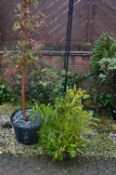 *Three Potted Shrubs