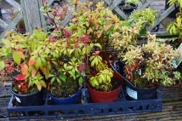 *Eight Assorted Potted Plants