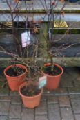 *Two Potted Acer and Prunus