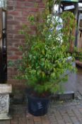 *Large Prunus in Pot