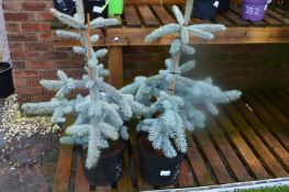*Pair of Silver Pines