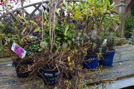 *Assorted Potted Plants and Shrubs