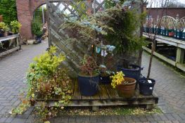 *Assorted Evergreen Shrubs