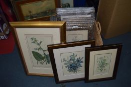 Collection of Thirteen Framed Prints 