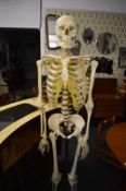 Anatomical Skeleton on Stand