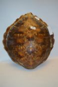 Green Turtle Shell with Cites Certificate