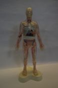 Anatomical Model in Case