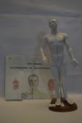 Anatomical Acupuncture Model and Three Anatomical Posters