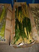 *Bundles of Erianthus Dark Green