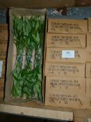 *Six Boxes Containing 6 Dozen Bunches of Artificial Bamboo