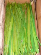 *Box Containing Twelve Bunches of Shola Anster on Stem