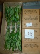 *Six Boxes Containing 6 Dozen Bunches of Artificial Bamboo