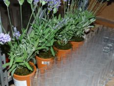 *Five Artificial Lavenders