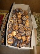 *Box Containing Dried Fruits and Nuts