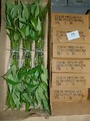 *Six Boxes Containing 6 Dozen Bunches of Artificial Bamboo