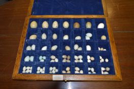 Oak Cased Blown Egg Collection