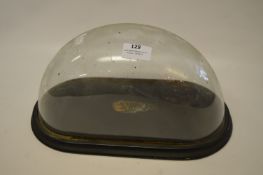 Oval Glass Dome and Base