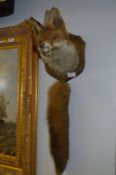 Wall Mounted Stuffed Fox Head and Brush Tail
