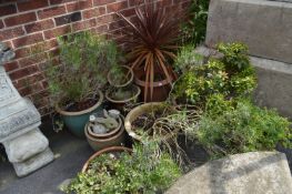 Collection of Outdoor Plants in Pots