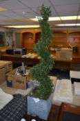 *SPIRAL TOPIARY IN PLANTER