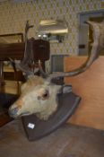 Wall Mounted Stags Head and Horns on Shield Plaque