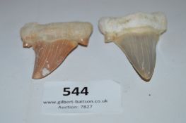Two Fossilised Sharks Teeth