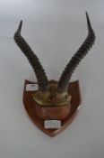 Wall Mounted Antelope Horns