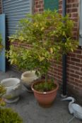 Bay Tree in Large Planter