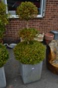 Topiary Buxus in Large Granite Planter