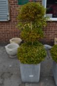 Topiary Buxus in Large Granite Planter