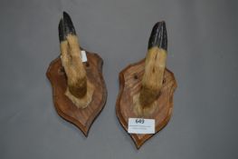 Pair of Deer Hooves on Shield Back Mounts