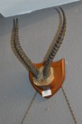Wall Mounted Antelope Horns