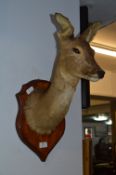 Wall Mounted Deer Head on Oak Shield Plaque