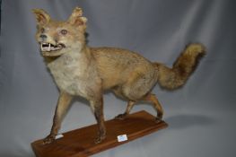 Stuffed Fox
