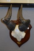 Wildebeast Horns & Skull on Shield Plaque