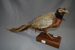 Stuffed Pheasant