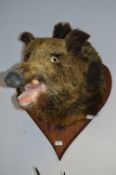 Wall Mounted Boars Head on Oak Shield Plaque