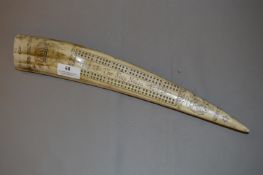 Reproduction Tusk Scrimshaw
