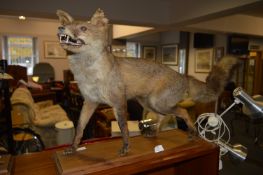 Stuffed Fox on Stand
