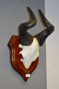 Wildebeest Horns and Skull on Shield Plaque