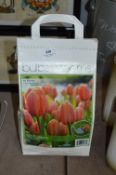 *Pack of 50 Tulip Bulbs
