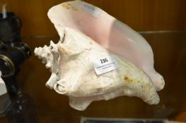 Large Conch Shell