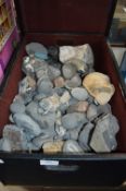 Storage Box Containing Fossils; Ammonites, etc.