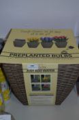 *Wicker Basket with Pre Planted Bulbs