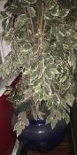 1 x Planter - CL188 - Ref 1ST45 - Approx 170cm Height - Location: London W1J