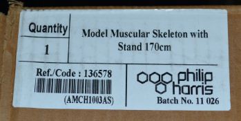 1 x Model Human Muscular Skeleton - Approx 160cm Tall - Science/Educational - CL185 - Ref: DSY0268 -