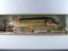 A BOX FRAMED TAXIDERMY STUDY OF A PIKE, caught in Llyn Tegid, 1980, 36 x 122 cms the case