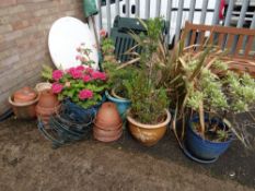 A collection of garden planters and pots, some with established shrubs (outside)