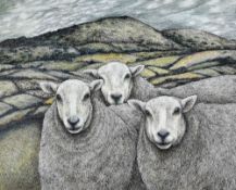 SEREN BELL pen and ink drawing - three ewes with farmland and hillside in background, entitled verso