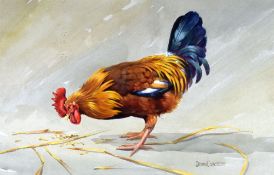 DONNA CRAWSHAW watercolour - cockerel feeding, signed, 32 x 50cms